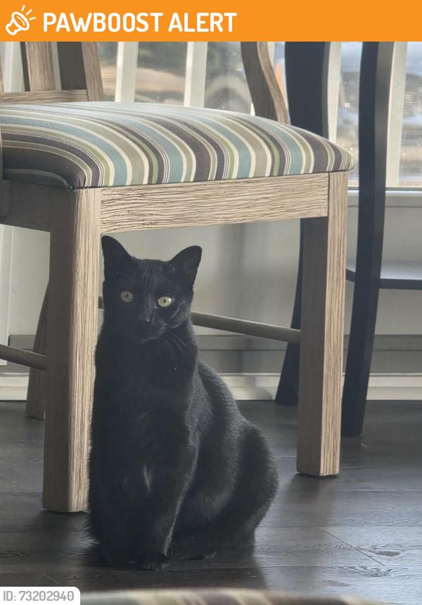 Found/Stray Unknown Cat last seen Near N Lumina Ave Wrightsville Beach NC, Wrightsville Beach, NC 28480