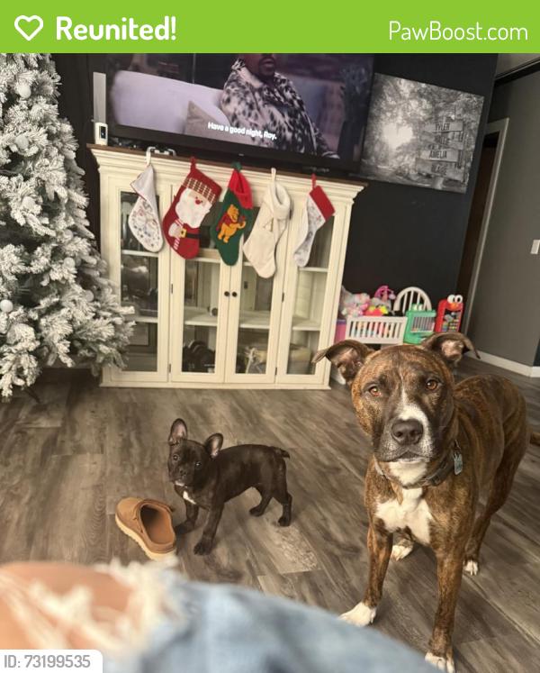 Reunited Male Dog last seen Schnucks, Rockton, IL 61072