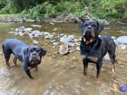 Lost Male Dog last seen State route 165, Wilkeson, WA 98396