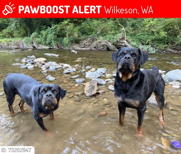 Lost Male Dog last seen State route 165, Wilkeson, WA 98396