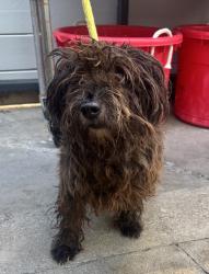 Found/Stray Male Dog last seen Near W 118th Street, Hawthorne, CA 90250
