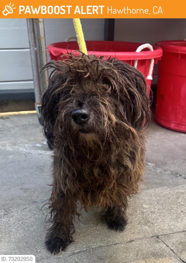 Found/Stray Male Dog last seen Near W 118th Street, Hawthorne, CA 90250