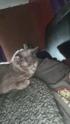Reunited Female Cat last seen Highway 64 and KitCarson Lane, Hendersonville, NC 28791