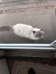 Found/Stray Female Cat last seen Langsford and CIRCLEVIEW drive, Lee's Summit, MO 64063