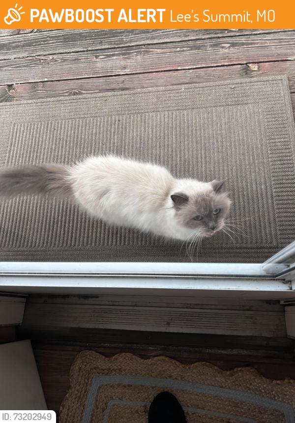 Found/Stray Female Cat last seen Langsford and CIRCLEVIEW drive, Lee's Summit, MO 64063
