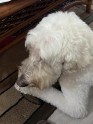 Reunited Male Dog last seen Blackville Drive & Yamassee Loop, The Villages, FL 32162