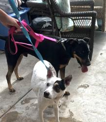 Reunited Male Dog last seen Near Ivy St, Carlsbad, CA 92011, USA, Carlsbad, CA 92011