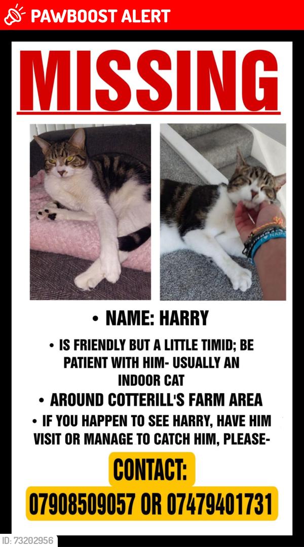 Lost Male Cat last seen DY40RE, West Midlands, England DY4 0RF