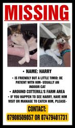 Lost Male Cat last seen DY40RE, West Midlands, England DY4 0RF