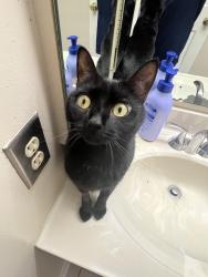 Lost Female Cat last seen Near hses farthest from Gunners lake, at the bottom of the hill on Port Haven Drive, Germantown, MD 20874
