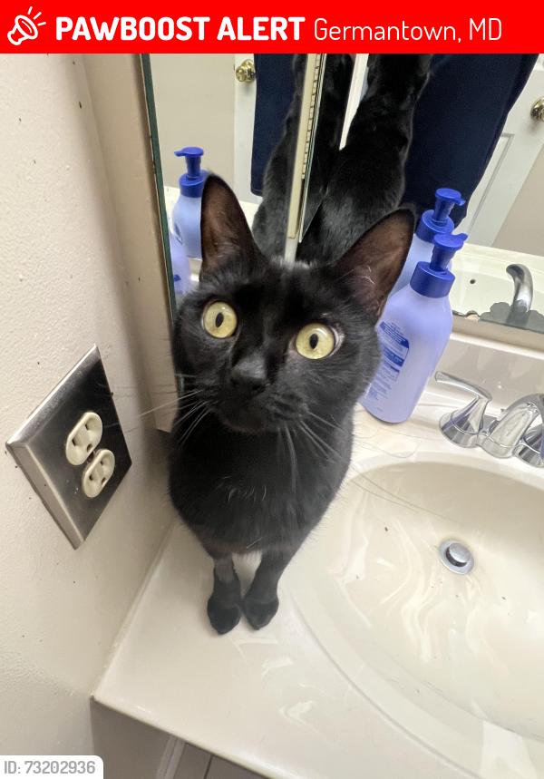 Lost Female Cat last seen Near hses farthest from Gunners lake, at the bottom of the hill on Port Haven Drive, Germantown, MD 20874
