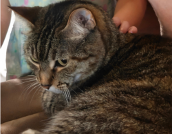 Lost Female Cat last seen Camden and melaleuca, Port St. Lucie, FL 34952