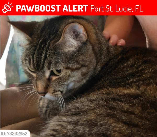Lost Female Cat last seen Camden and melaleuca, Port St. Lucie, FL 34952