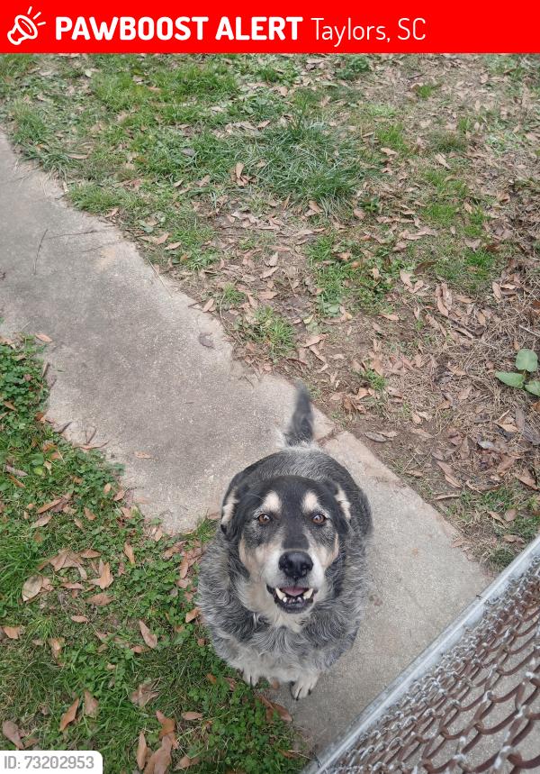 Lost Male Dog last seen East Lee and Edwards road, Taylors, SC 29687