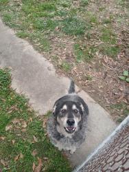 Lost Male Dog last seen East Lee and Edwards road, Taylors, SC 29687