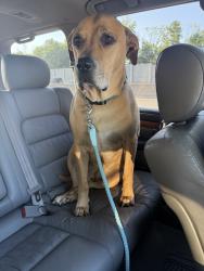 Reunited Male Dog last seen Ln St, Kannapolis, NC 28083, USA, Kannapolis, NC 28083
