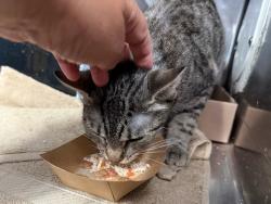Shelter Stray Female Cat last seen Near E 198 Street, BRONX, NY, 10458, 326 E 110th St, New York, NY 10029, USA