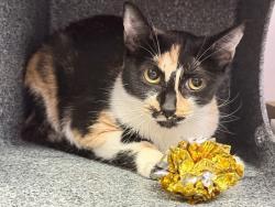 Shelter Stray Female Cat last seen Unknown, NEW YORK, NY, 10029, 326 E 110th St, New York, NY 10029, USA