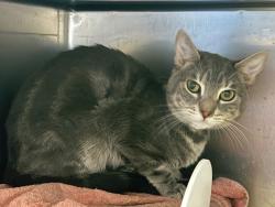 Shelter Stray Male Cat last seen dropped at 47th precinct, BRONX, NY, 10466, 326 E 110th St, New York, NY 10029, USA