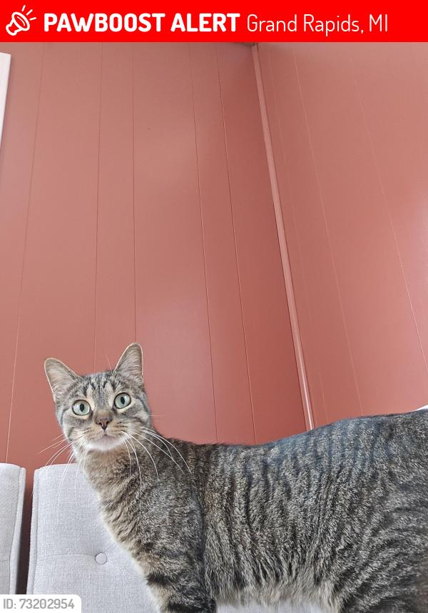 Lost Male Cat last seen Union high school., Grand Rapids, MI 49504