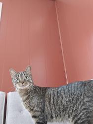 Lost Male Cat last seen Union high school., Grand Rapids, MI 49504