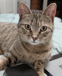Lost Female Cat last seen McKinley and or classen, Oklahoma City, OK 73106