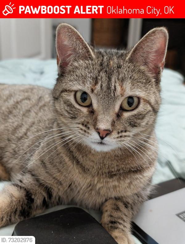 Lost Female Cat last seen McKinley and or classen, Oklahoma City, OK 73106