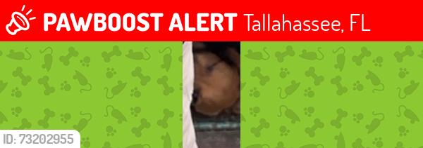 Lost Male Dog last seen Blountstown high way and capital circle n.w high way the lights heading towards southwood, Tallahassee, FL 32304