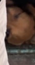 Lost Male Dog last seen Blountstown high way and capital circle n.w high way the lights heading towards southwood, Tallahassee, FL 32304