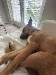 Reunited Male Dog last seen Kathleen / Glen or Columbus / Himes, Tampa, FL 33607