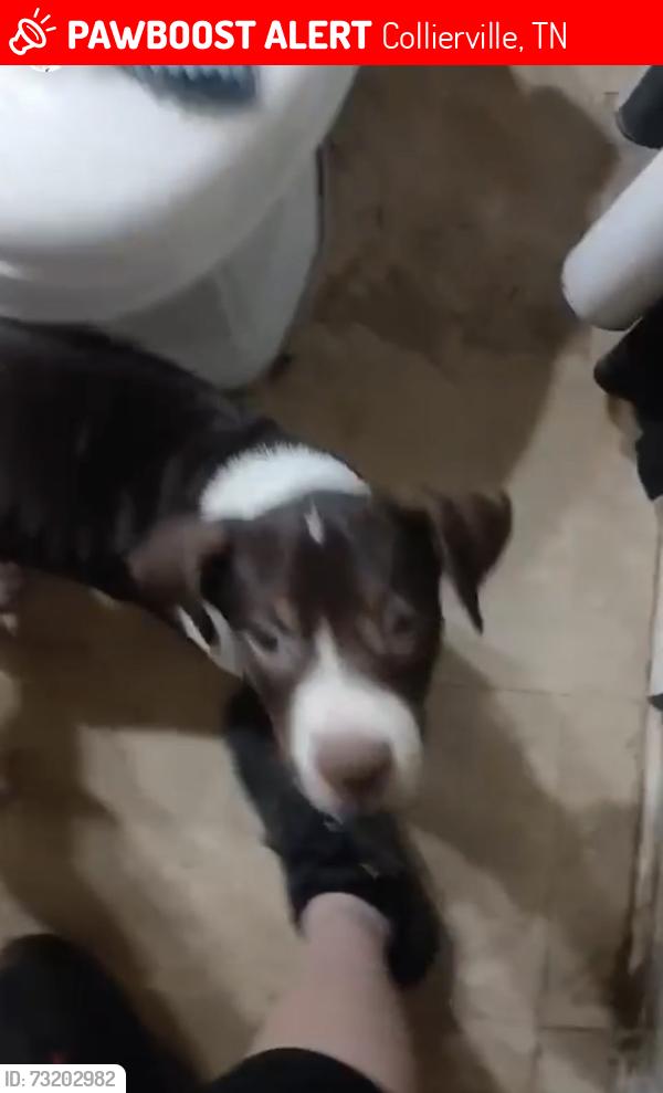 Lost Male Dog last seen Near greenview rd, Collierville, TN 38017