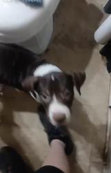 Lost Male Dog last seen Near greenview rd, Collierville, TN 38017