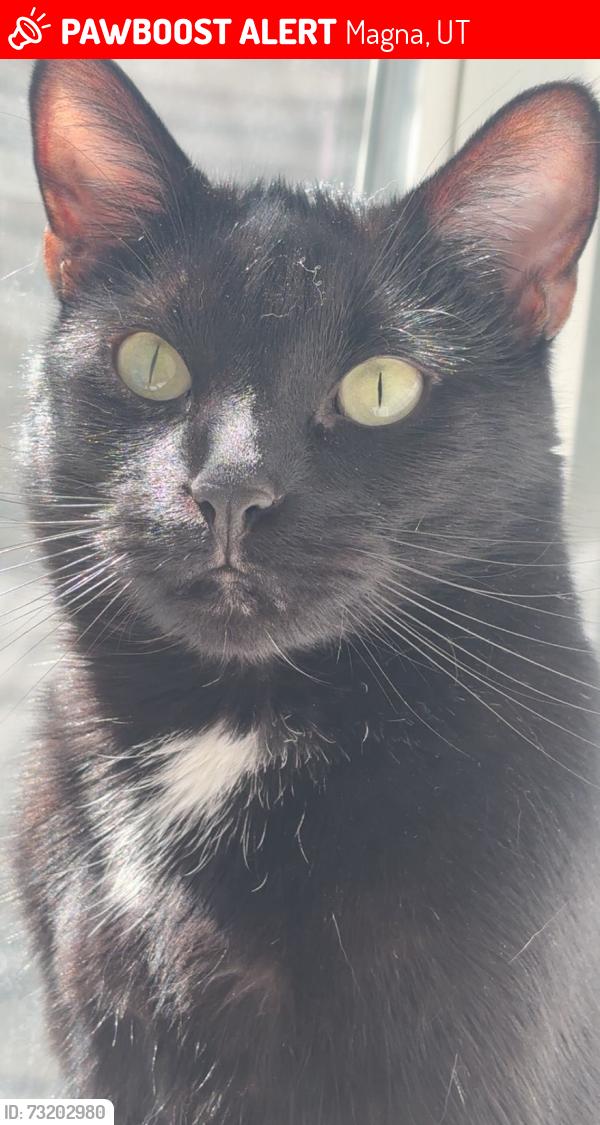 Lost Male Cat last seen Matheson jr high Magna Utah, Magna, UT 84044
