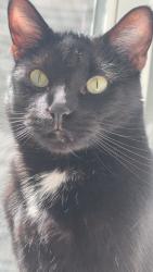 Lost Male Cat last seen Matheson jr high Magna Utah, Magna, UT 84044