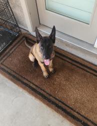 Reunited Female Dog last seen Ocotillo Park, Yuma, AZ 85365