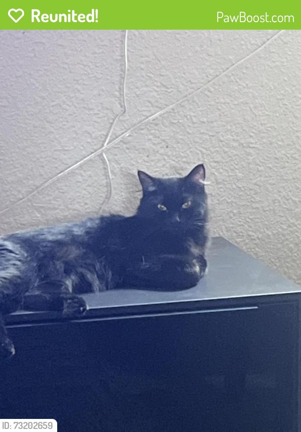 Reunited Female Cat last seen Sheridan and 1st ave, Lakewood, CO 80226