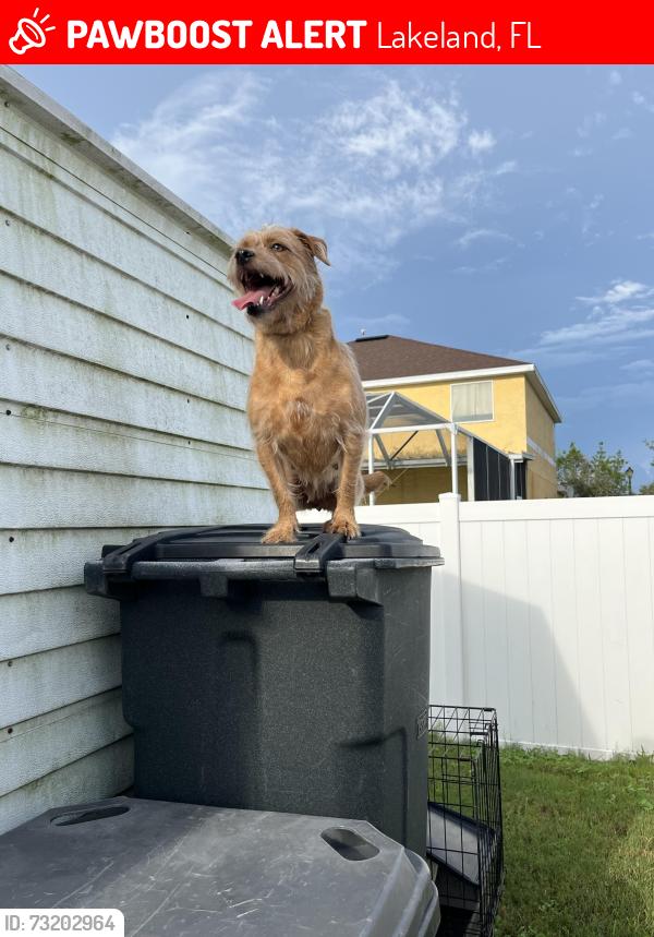 Lost Female Dog last seen Lakeland square mall, Lakeland, FL 33810