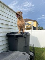Lost Female Dog last seen Lakeland square mall, Lakeland, FL 33810