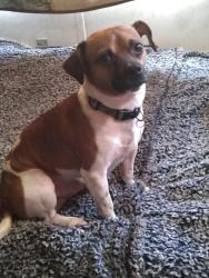 Reunited Male Dog last seen Kellytown road, Hartsville, SC 29550