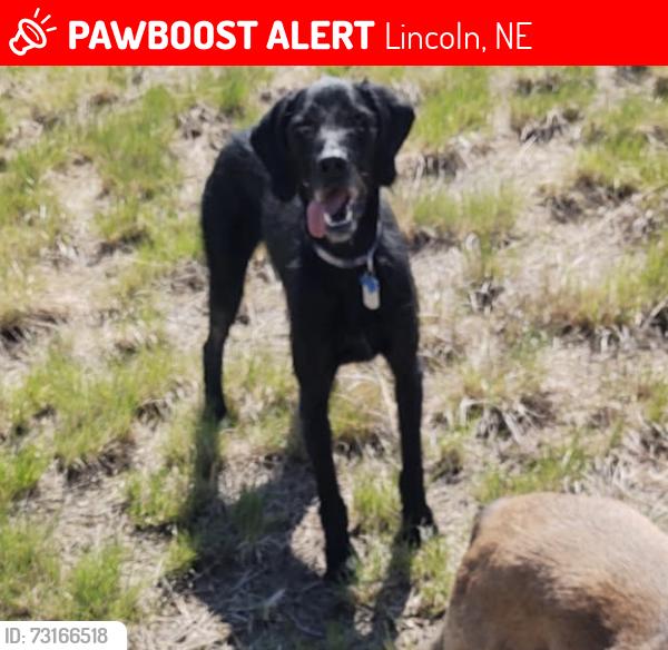 Lost Male Dog last seen Starr street and Lancaster lane, Lincoln, NE 68505