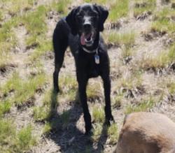 Lost Male Dog last seen Starr street and Lancaster lane, Lincoln, NE 68505