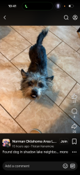 Found/Stray Male Dog last seen Shadow lake neighborhood, Norman, OK 73071