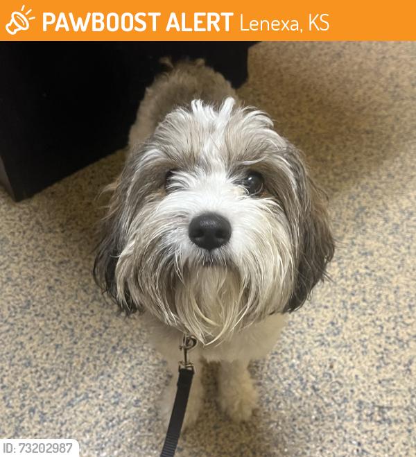 Found/Stray Female Dog last seen Quivira Rd and 83rd, Lenexa, KS 66215