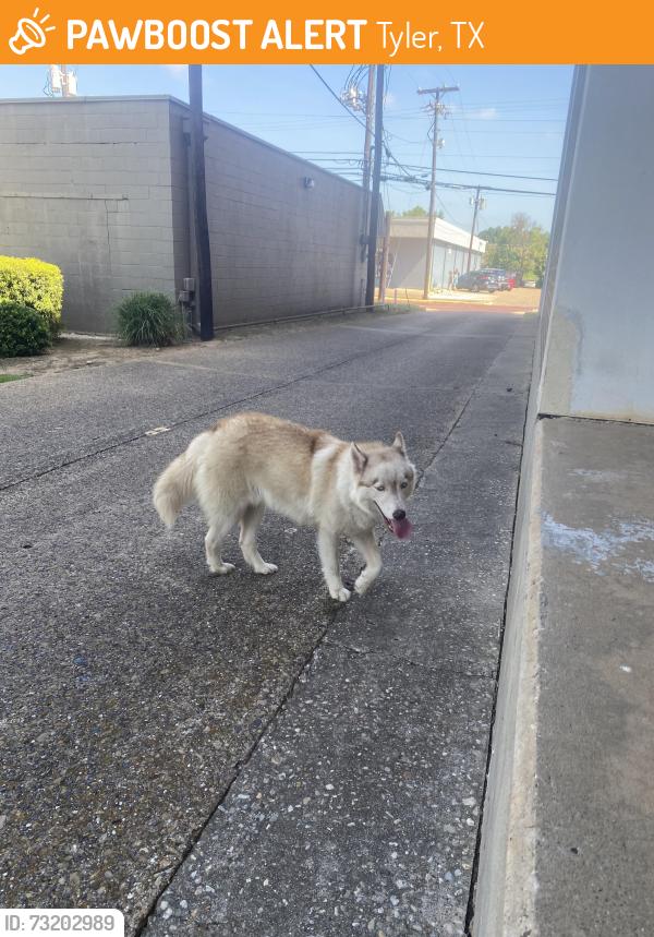 Found/Stray Male Dog last seen FBC Tyler, Tyler, TX 75702