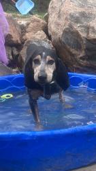 Lost Female Dog last seen Hwy 67 and Hwy 96, Wetmore, CO 81253