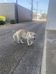 Found/Stray Male Dog last seen FBC Tyler, Tyler, TX 75702