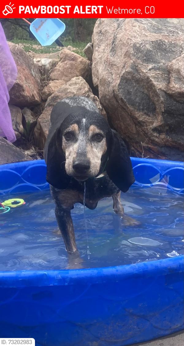 Lost Female Dog last seen Hwy 67 and Hwy 96, Wetmore, CO 81253