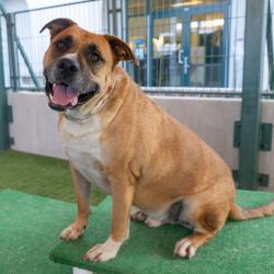Shelter Stray Male Dog last seen , 361 S Raymond Ave, Pasadena, CA 91105, USA