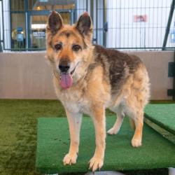 Shelter Stray Female Dog last seen , 361 S Raymond Ave, Pasadena, CA 91105, USA