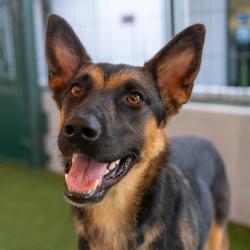 Shelter Stray Female Dog last seen , 361 S Raymond Ave, Pasadena, CA 91105, USA